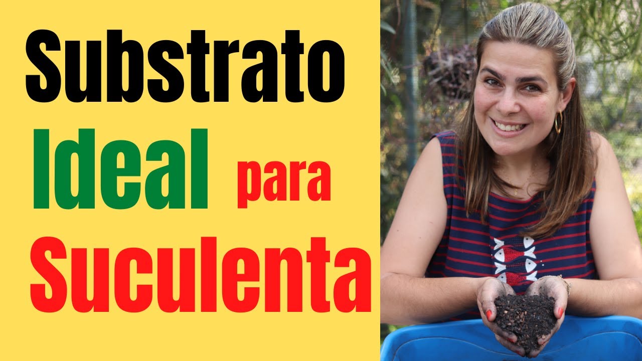 SUBSTRATO ideal para cactos e SUCULENTAS para não apodrecer suas plantas/Grazi Bittencourt