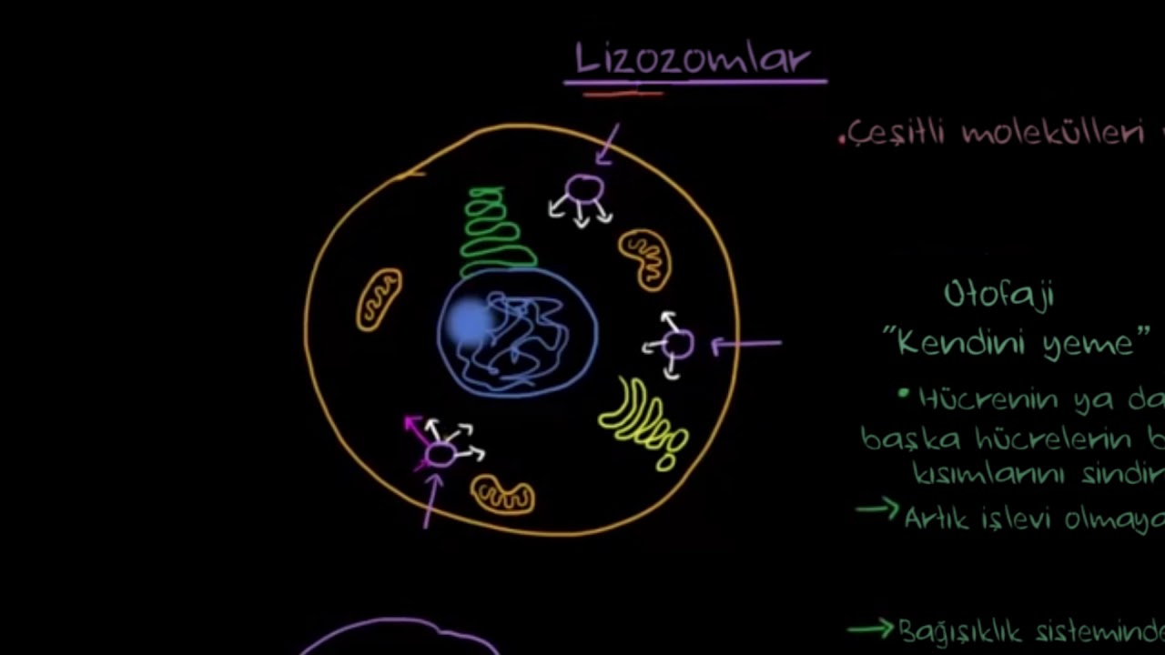Lizozomlar ve Peroksizomlar  (Biyoloji / Hücrenin Yapısı)
