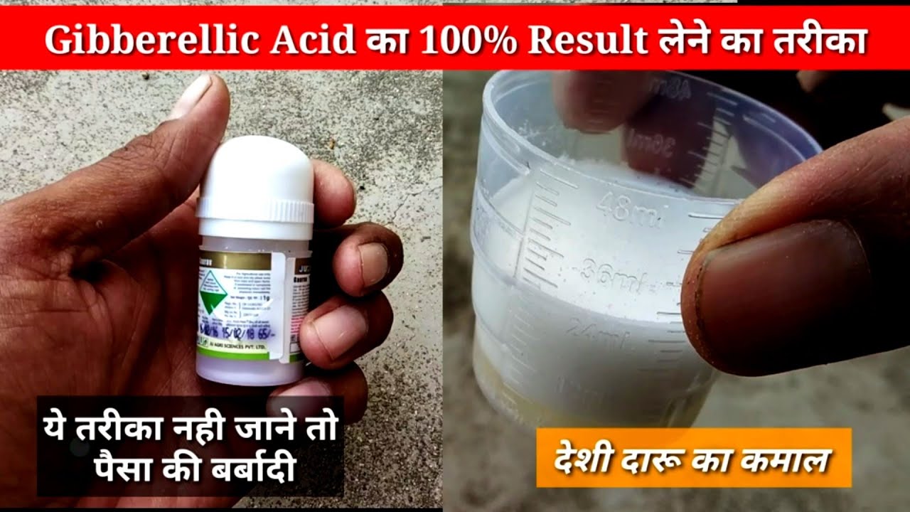 Gibberellic acid को घुलनशील बनाने का तरीका।gibberellic acid technical.