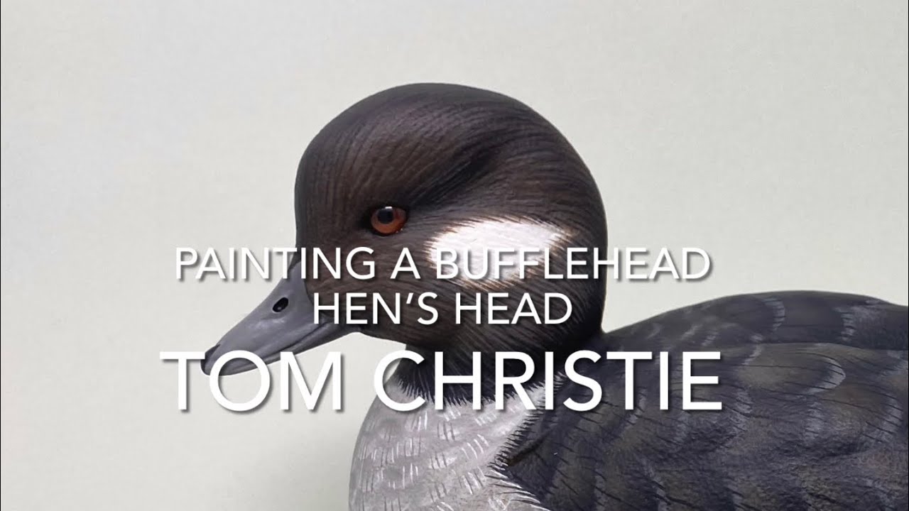 Painting a Bufflehead Hen's Head