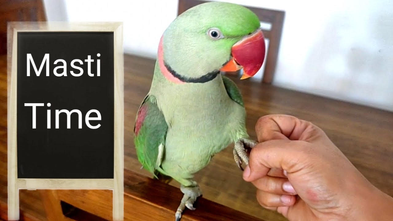 Pablo parrot  ki Masti ki pathshala fir se Suru - मम्मी पापा के साथ मस्ती