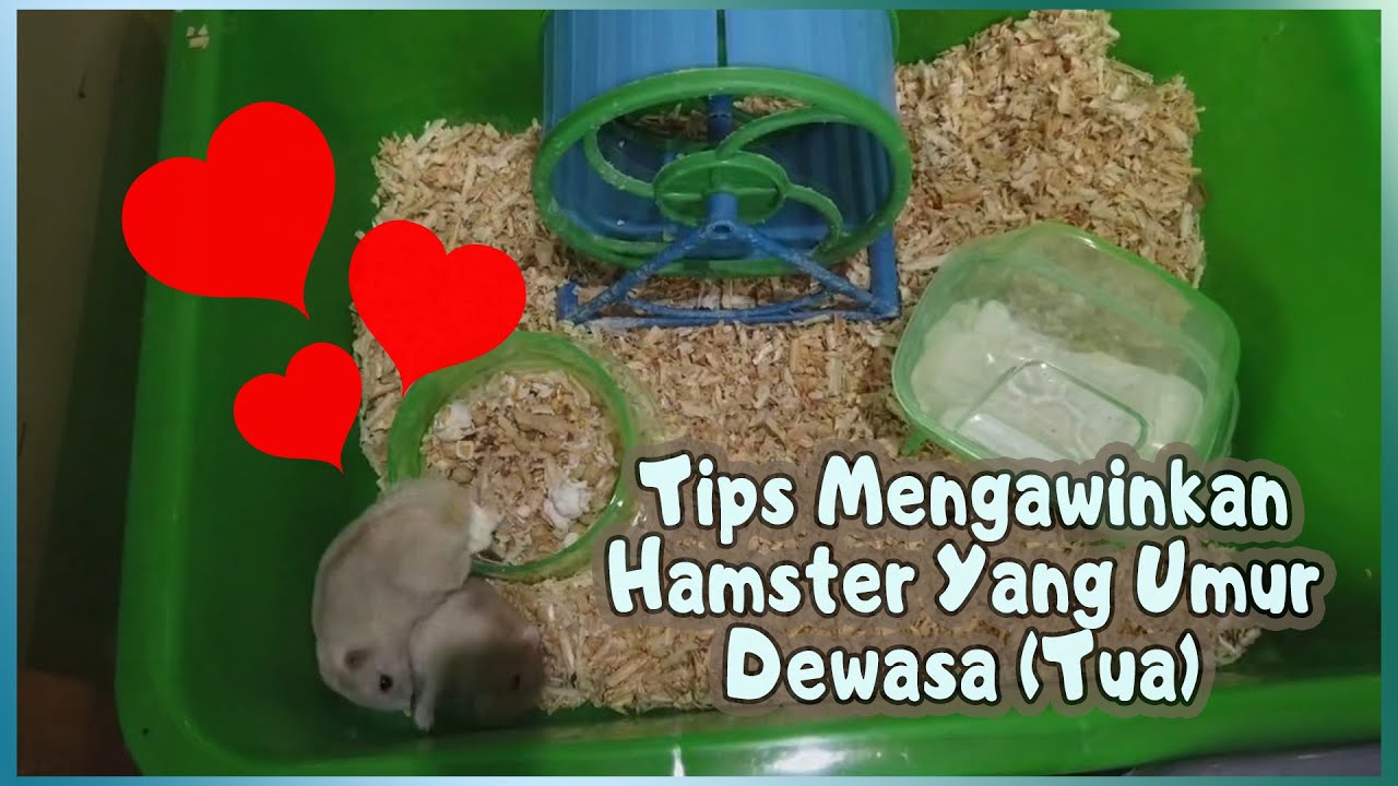 Tips Sebelum Mengawinkan Hamster Umur Dewasa