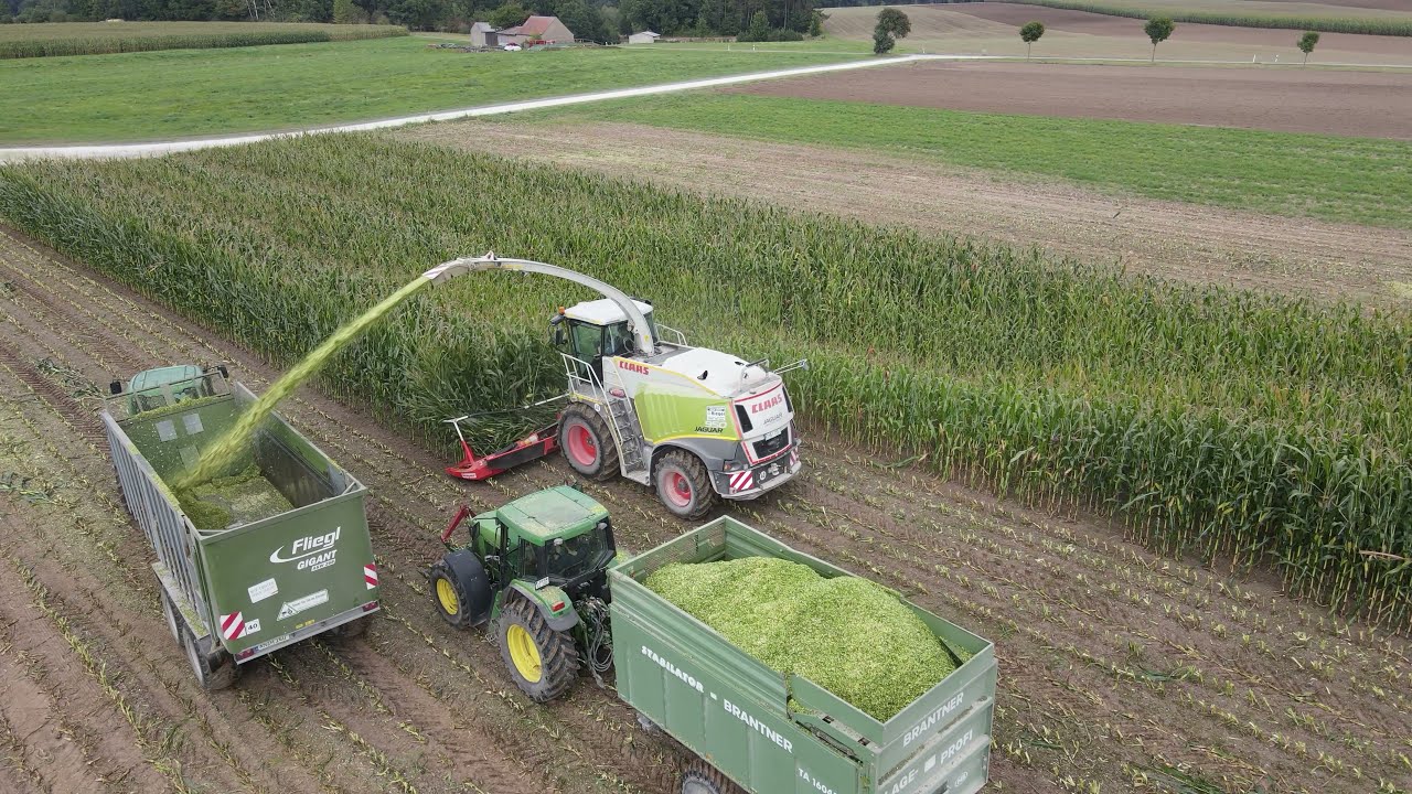 Lohnunternehmen Riegel am Mais häckseln || Claas Jaguar 950
