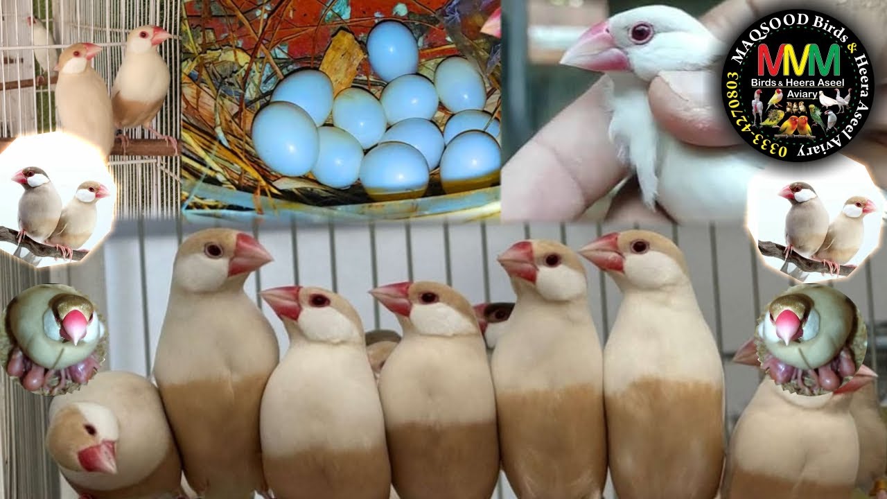 java sparrow breeding information | Eggs | Chicks |