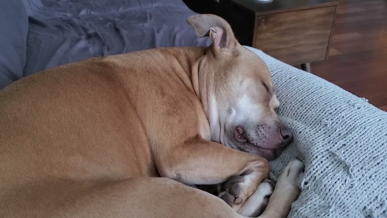 relaxing video of dog in REM sleep