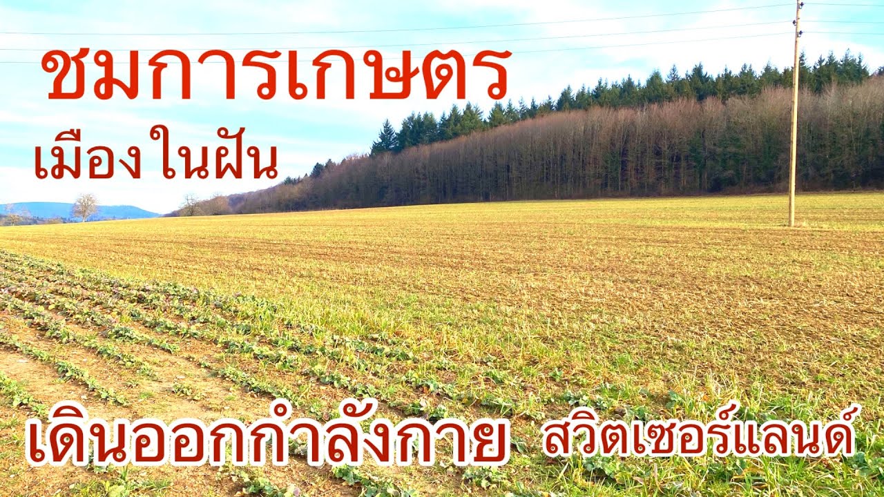 วิวสวยในวันที่ี่มึแดดชมทุ่งการเกษรสวิตเซอร์แลนด์์