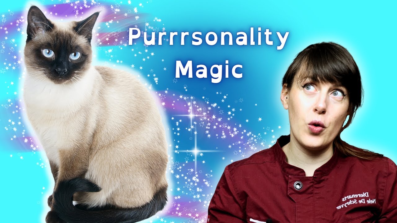 The ONE Crazy Difference Between Confident and Shy Cats is Really MAGICAL | VET ADVICE