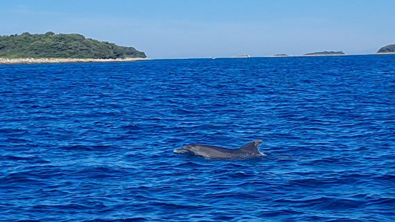 2025 Delfine vor Camping Valkanela in Kroatien 