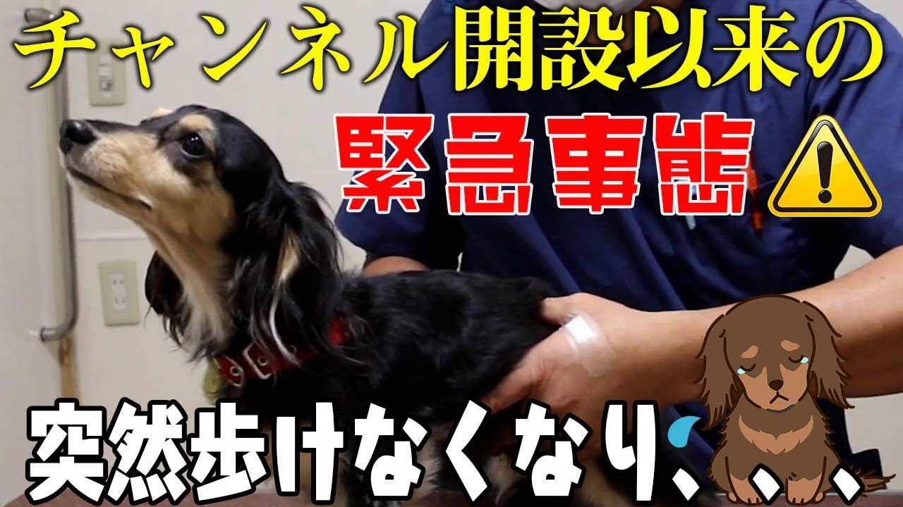 【犬　ヘルニア】ダックスの首の痛み！？一瞬で取り除く！！