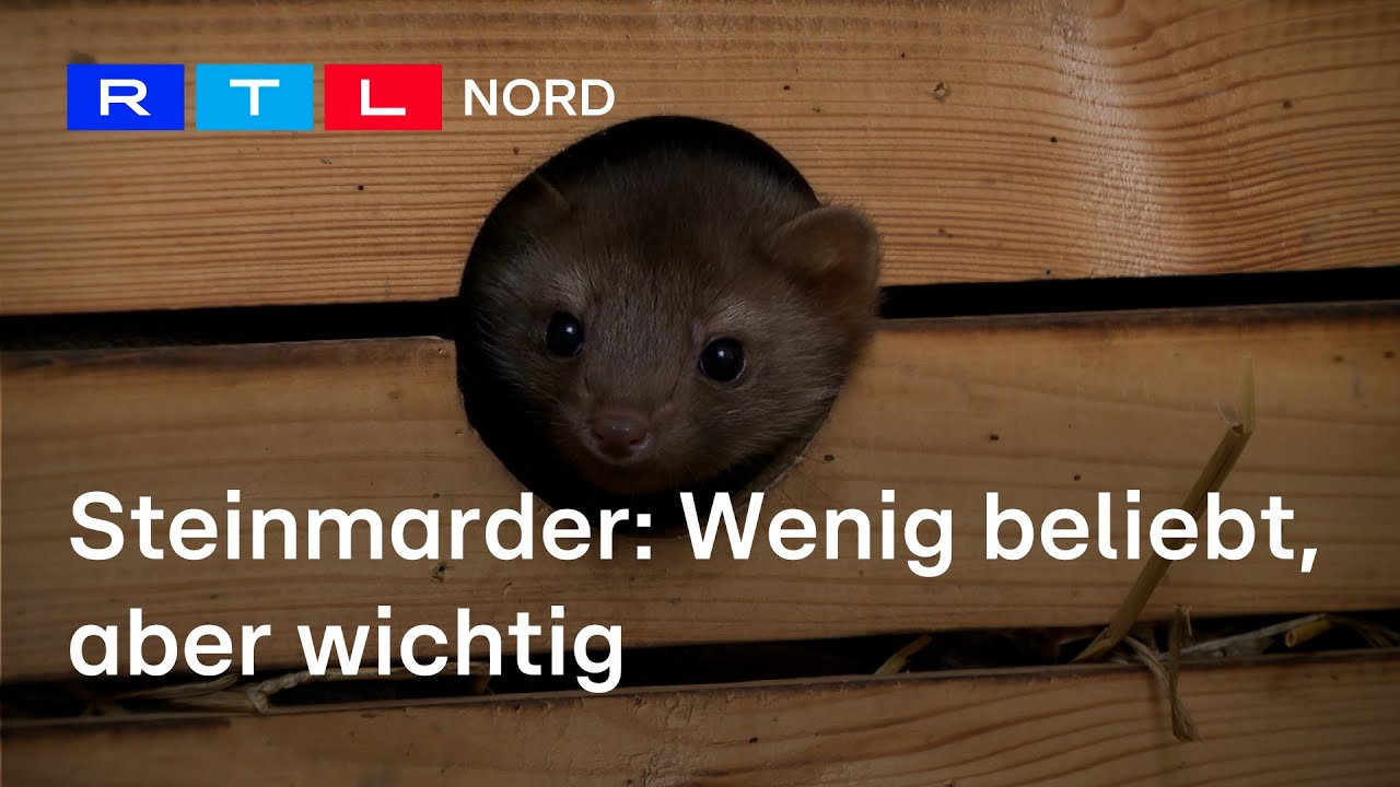 Marderbiss: Warum Steinmarder Autokabel anknabbern