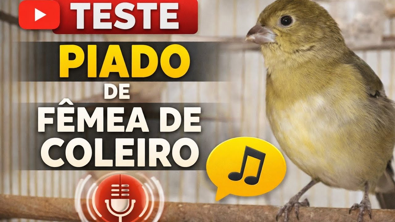 FAÇA O TESTE PIADO DE FÊMEA DE COLEIRO PIANDO MUITO ESQUENTA COLEIRO TUITUI 