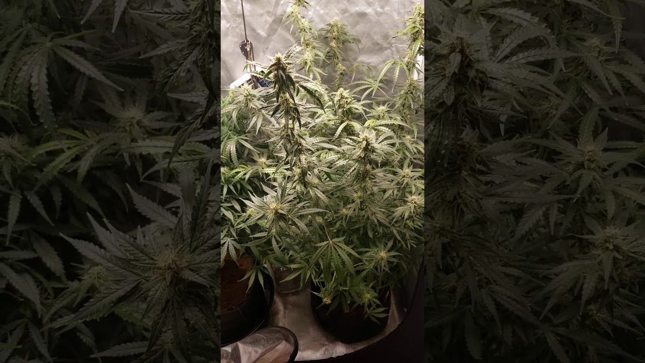 Think big day 74 and blue mammoth day 70. Think big starting to get frosty