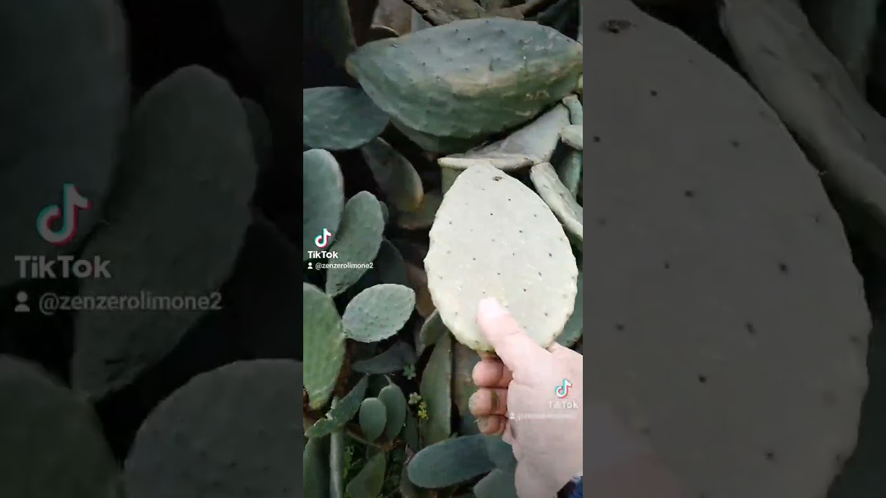 trucco alberi d'olivo da 4 o 5 fatti dal Re zenzero limone Villarosa Sicilia Villarosa