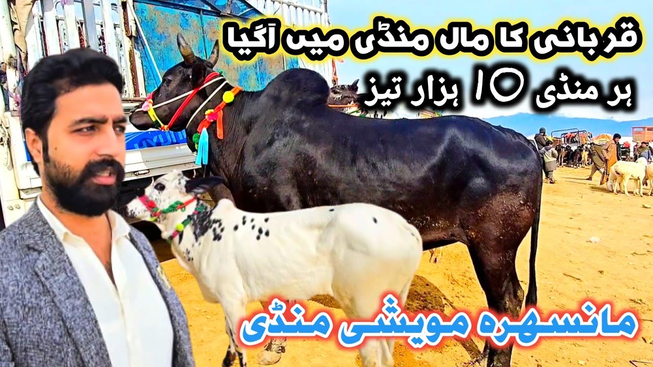 Mansehra Mawashi Mandi Desi & Fathagunji Bulls 2026 | Mandi Update #mansehramandi #sktv27 #mansehra 