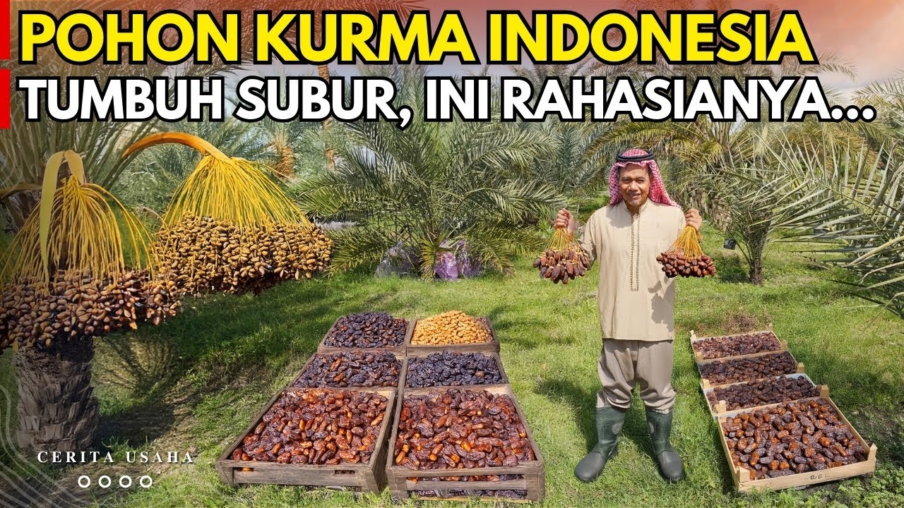 TANAM KURMA DI INDONESIA BISA BERBUAH LEBAT DAN PANEN BERLIMPAH | CERITA USAHA