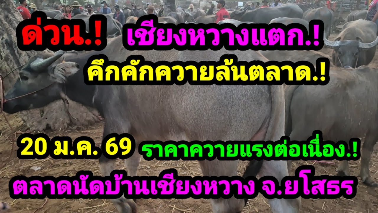 ราคาควายวันนี้ 20 ม.ค. 69ตลาดนัดบ้านเชียงหวาง จ.ยโสธร#เปิดราคาควายงามน่าเลี้ยง#ซื้อขายควายงามน่าซื้อ