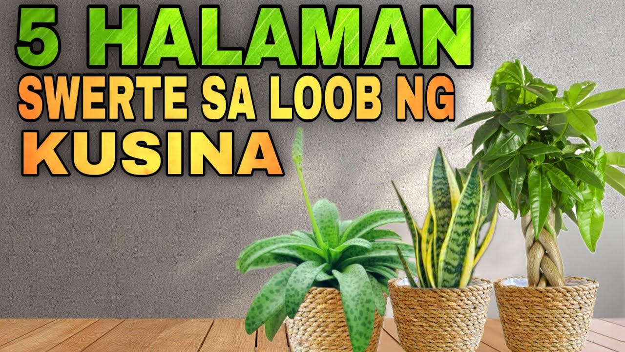 5 HALAMAN SWERTE SA KUSINA PARA SWERTEHIN SA PERA | Lucky Plants 2024 for Kitchen money and wealth