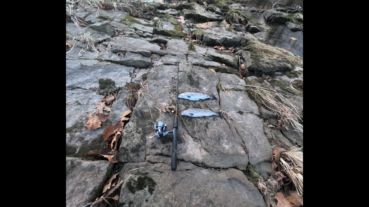Fishing Trout In Dec Cold Winter深冬臘月釣鱒魚