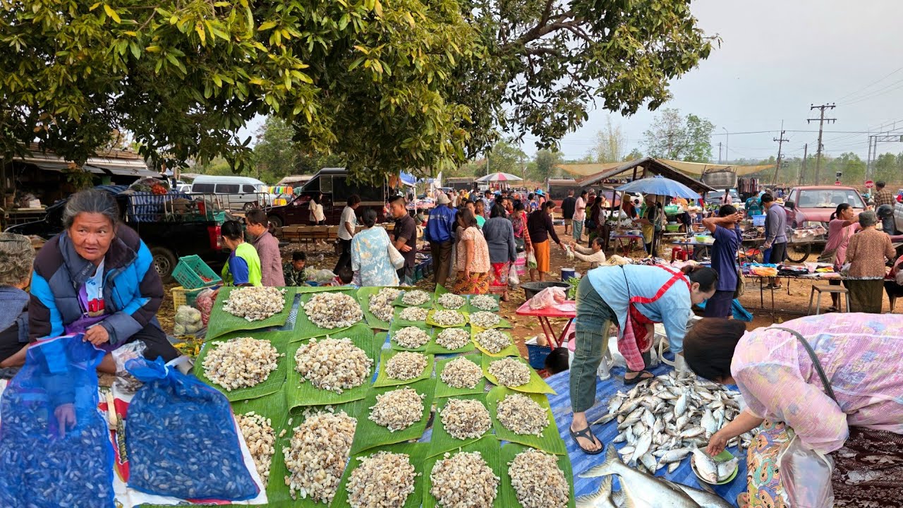 #ชนบทอีสาน แมงจีซอน จั๊กจั่น ไข่มดแดง | ตลาดนัดบ้านเหมือดแอ่ ต.ขามป้อม อ.เขมราฐ อุบลราชธานี