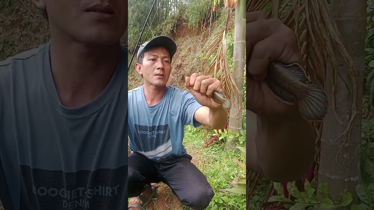 Mendapatkan dua ekor chana