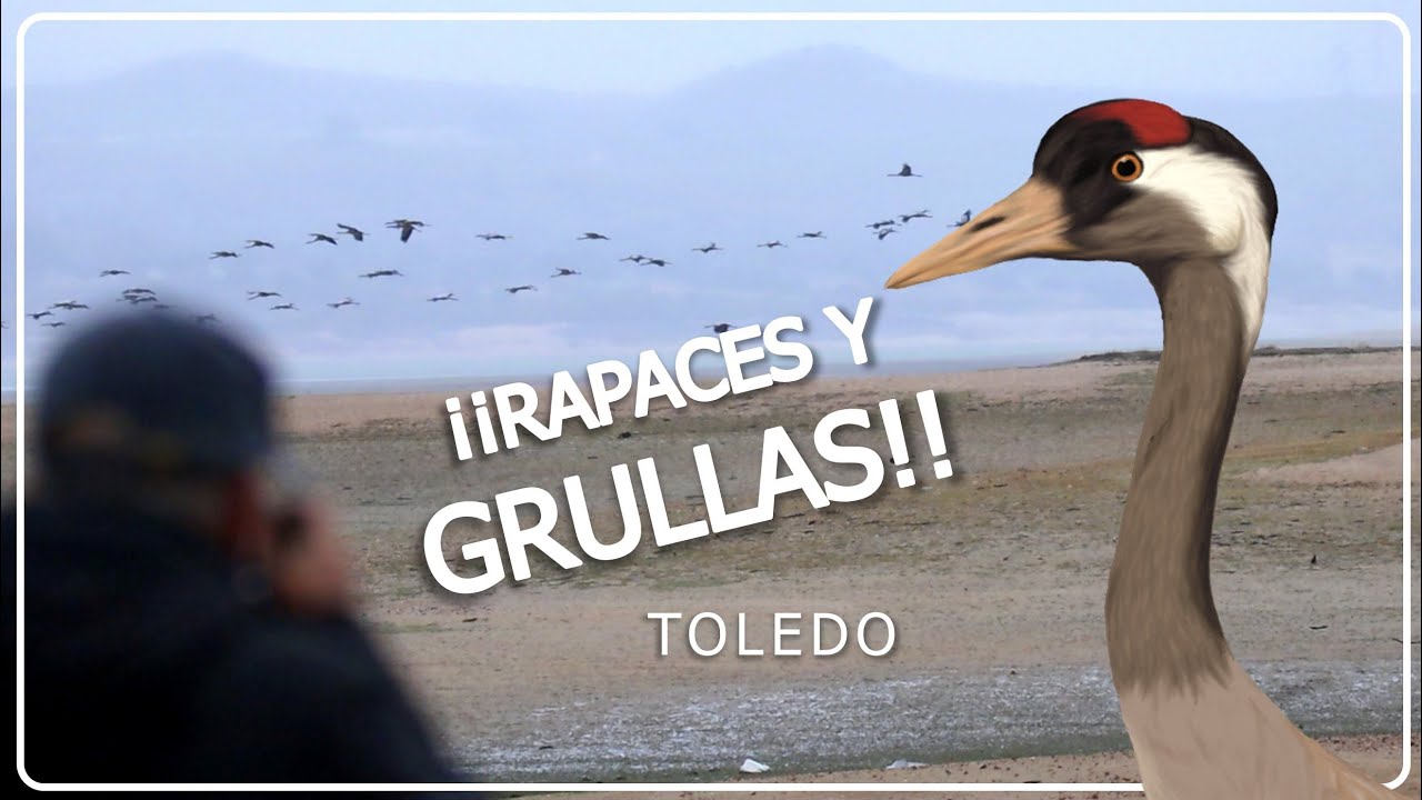 AVENTURA EN TOLEDO 🦅 Rapaces y grullas