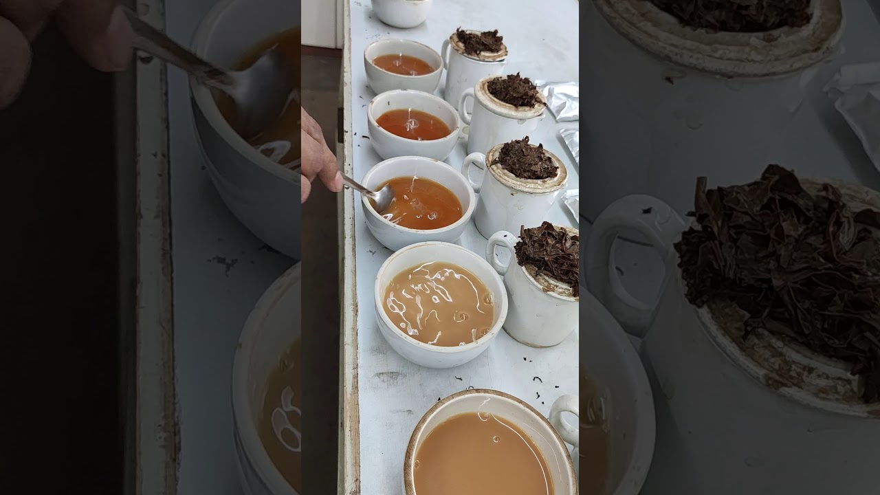 Milking the Tea. Orthodox Tea tasting..