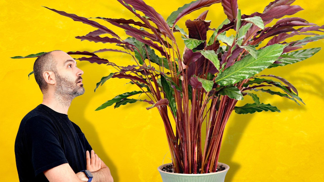 My Secret To Growing This MASSIVE Calathea