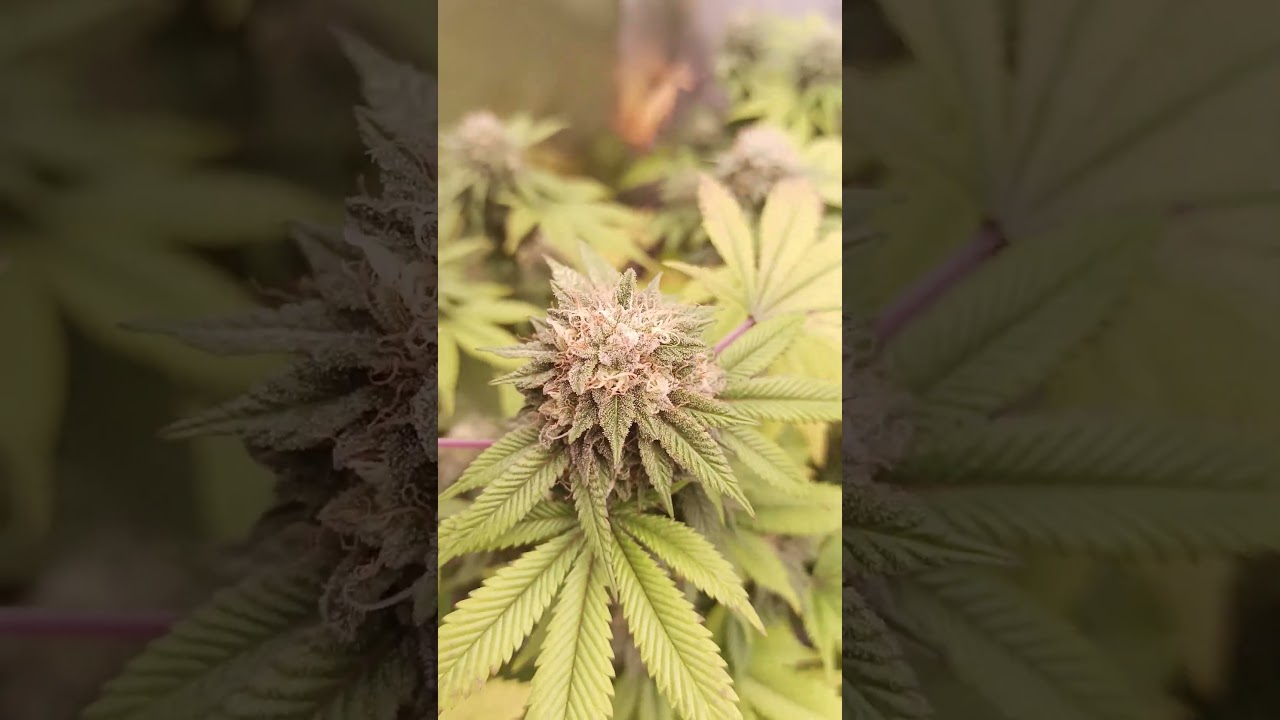 Zour Diesel by James loud genetics