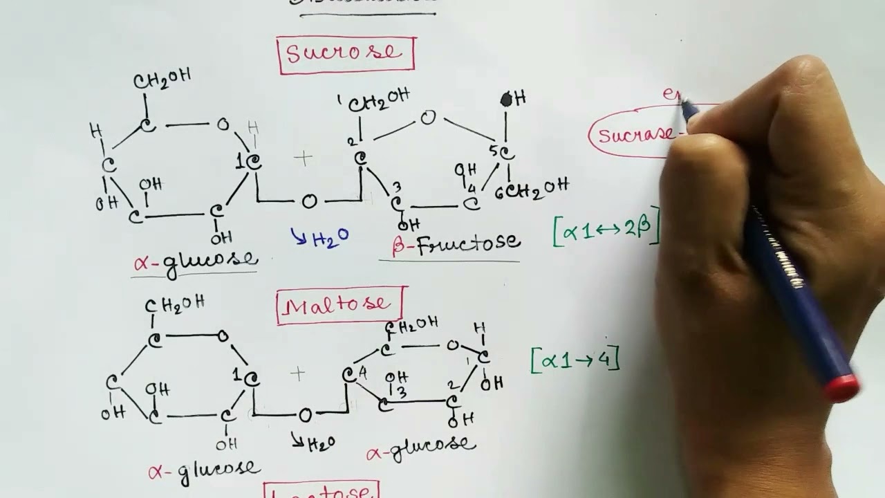Дисахариды и полисахариды | Углеводы, часть 3