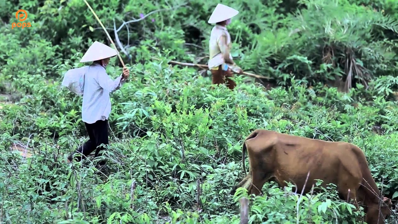 Đường Về Miền Trung - Lê Sang [Official]