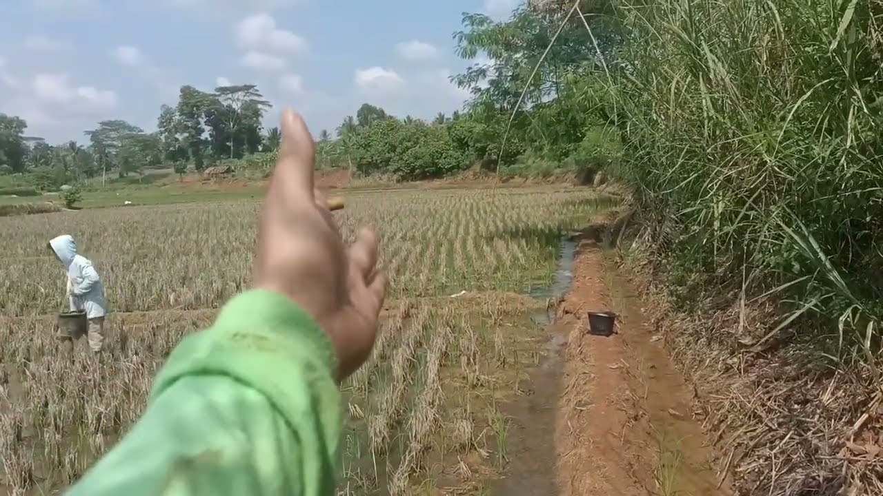 Tanam padi tanpa olah tanah part 1  masih tetap maksimal