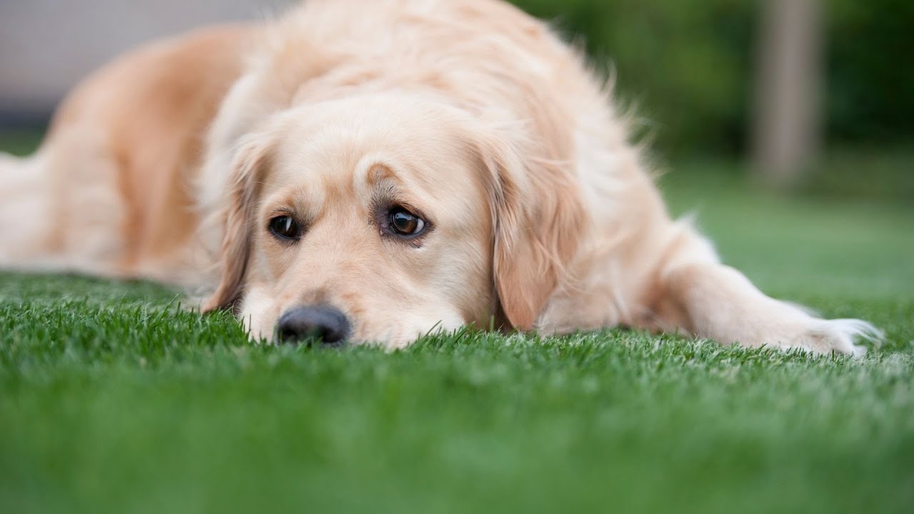 Keeping Your Golden Retriever's Coat Shiny and Clean - How Often Should You Bathe Them?