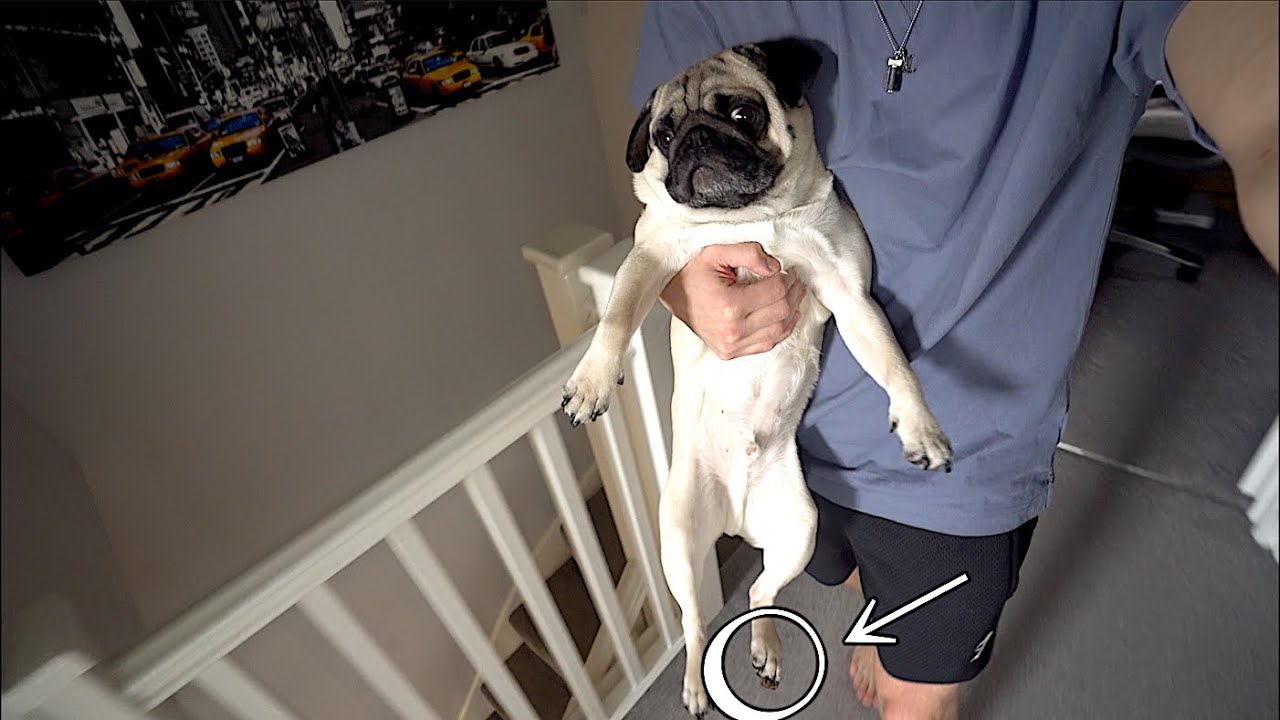 Guess What Stanley Stood In?