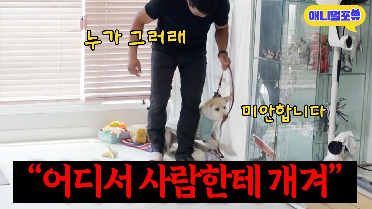 “어디서 사람한테 개겨!!”🔥 단 5초 만에 문제견 고치는 강형욱 훈련사 I KBS 개는 훌륭하다 230703 방송