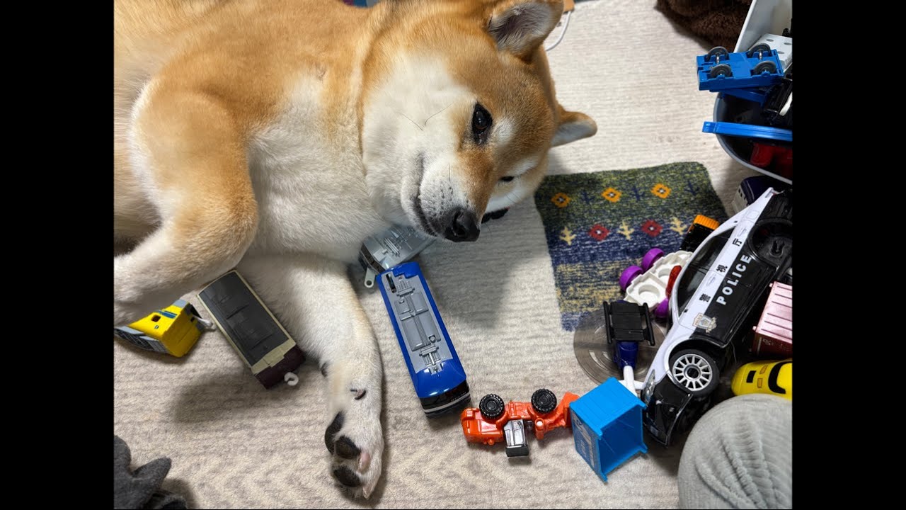 ごつ盛りな20kg柴犬よもぎの夜の散歩