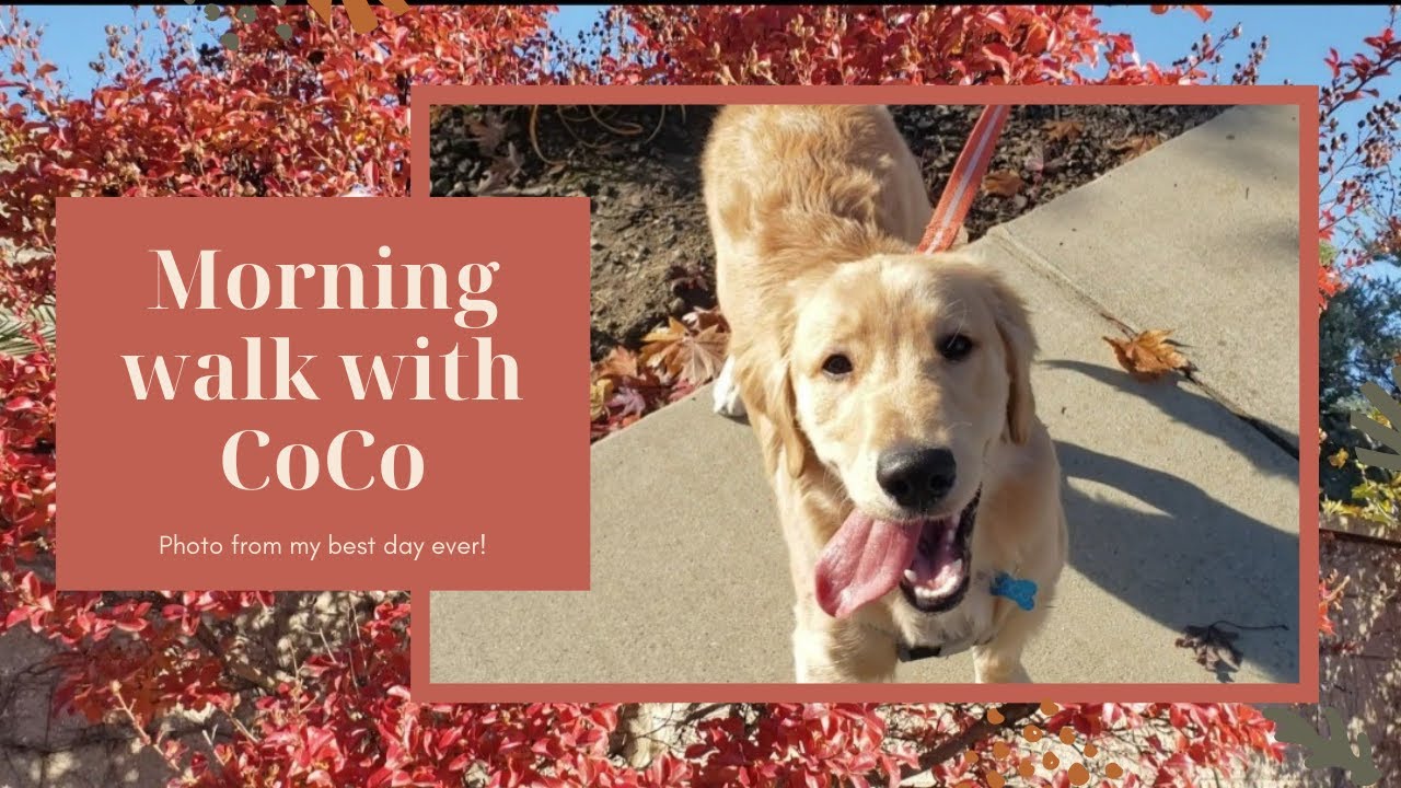 Morning walk with our Golden Retriever 