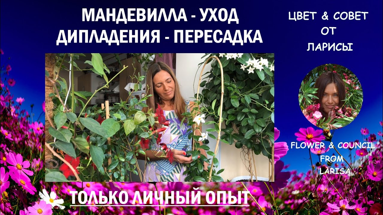 МАНДЕВИЛЛА ИЛИ ДИПЛАДЕНИЯ СЕКРЕТЫ УХОДА И ПЕРЕСАДКА | ТОЛЬКО ЛИЧНЫЙ ОПЫТ