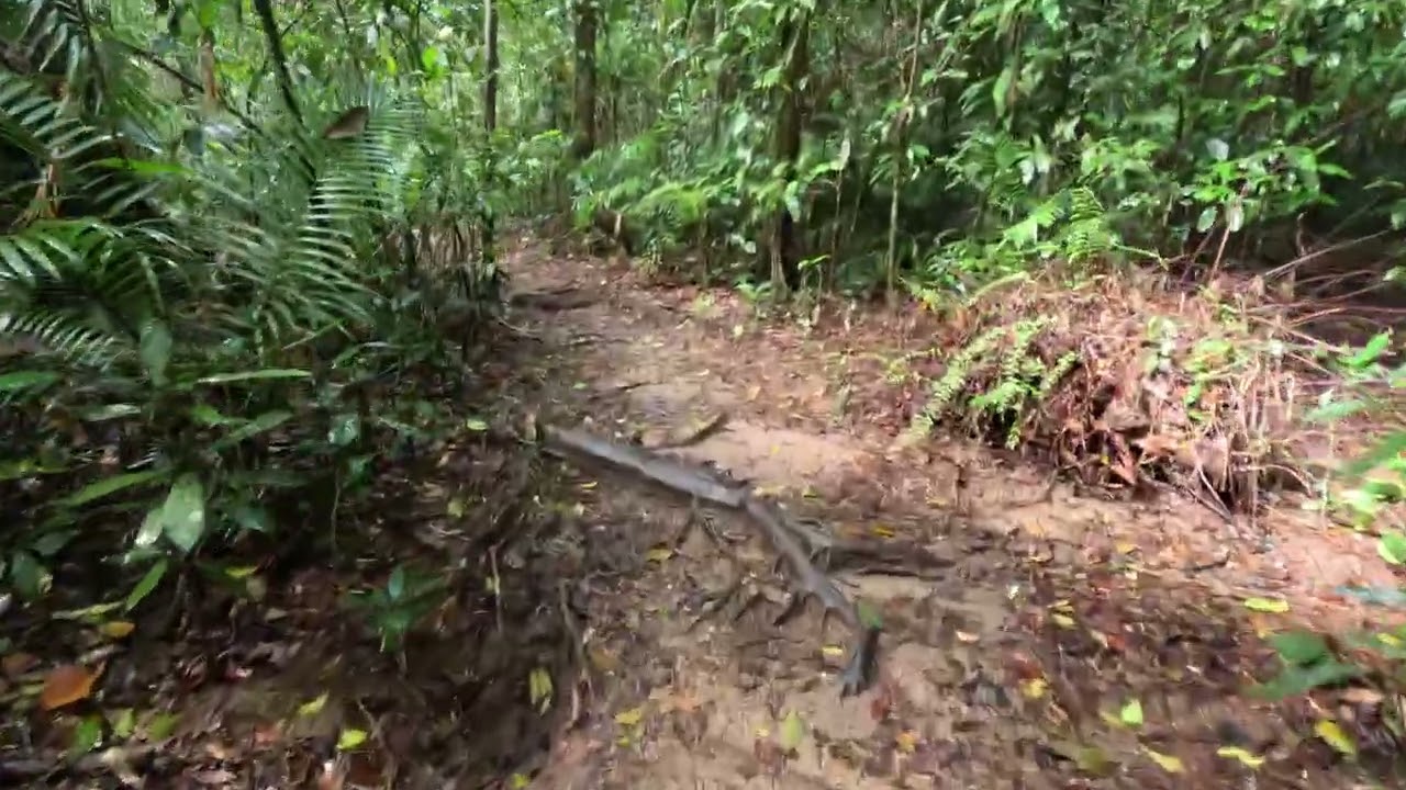 Hiking in the world's oldest tropical rain forest 