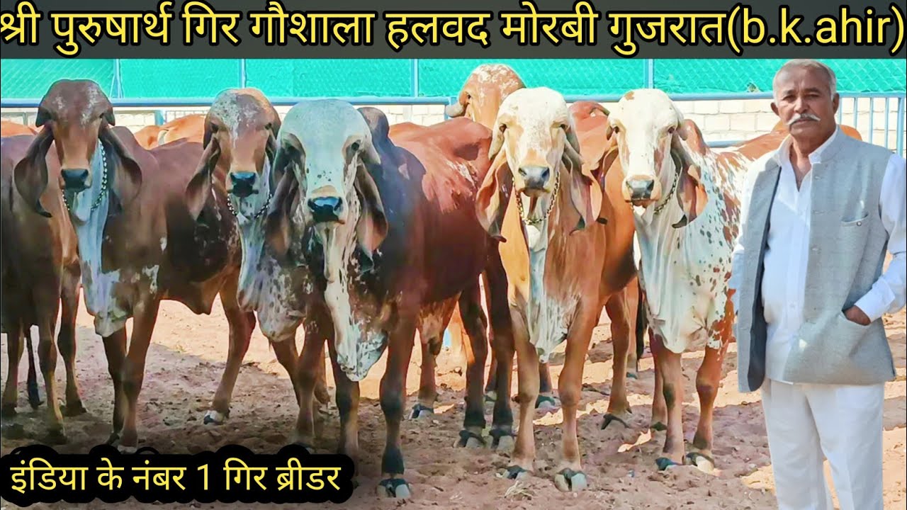 श्री पुरुषार्थ गिर गौशाला हलवद मोरबी गुजरात b.k.ahir India's no.1 gir gausala
