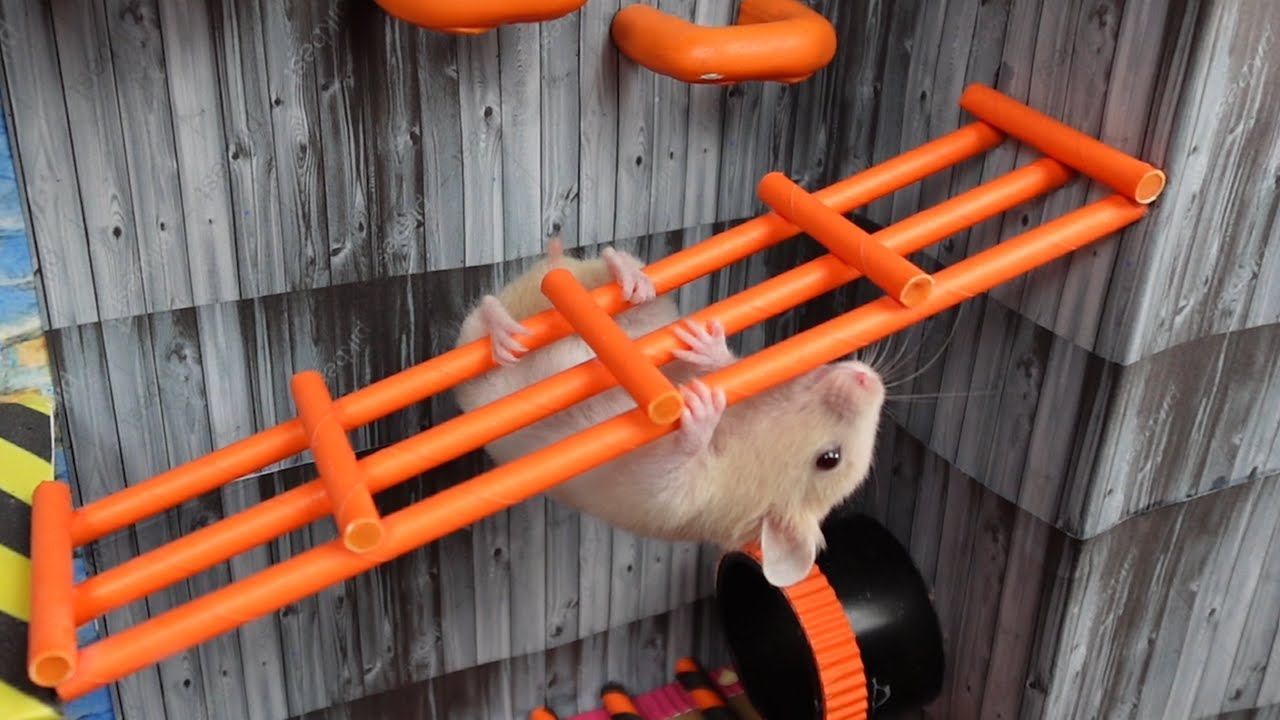 Inside the Wolf’s Mouth: Hamster’s Impossible DIY Maze Escape! Part 2