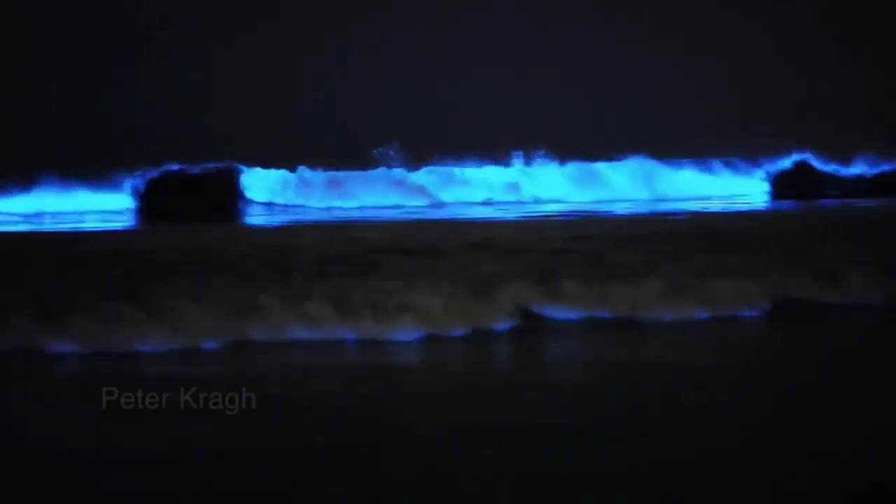 Bio luminescent Plankton (Glowing Plankton)