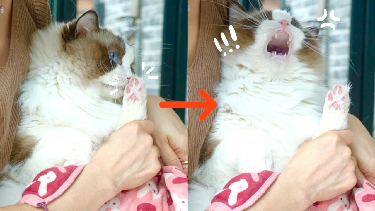 자기 발냄새 맡고 분노한 고양이ㅋㅋㅋ