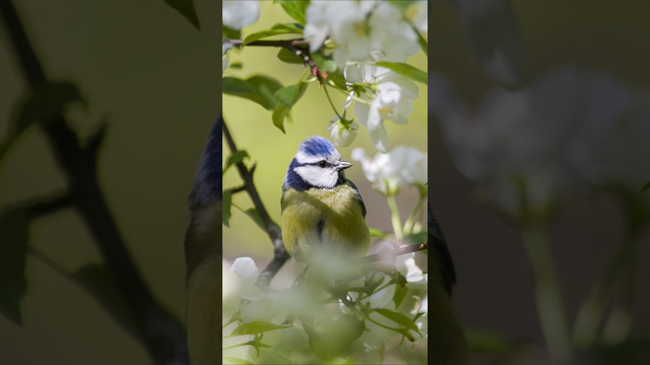 Morning Birds Chirping | Calm Your Mind with Nature Sounds for Stress Relief & Sleep