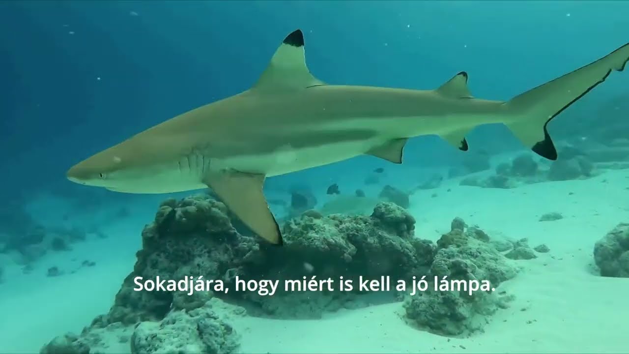 Maldív szigeteki cápa show.  2025 Lagoon Maldív szafari első nap.
