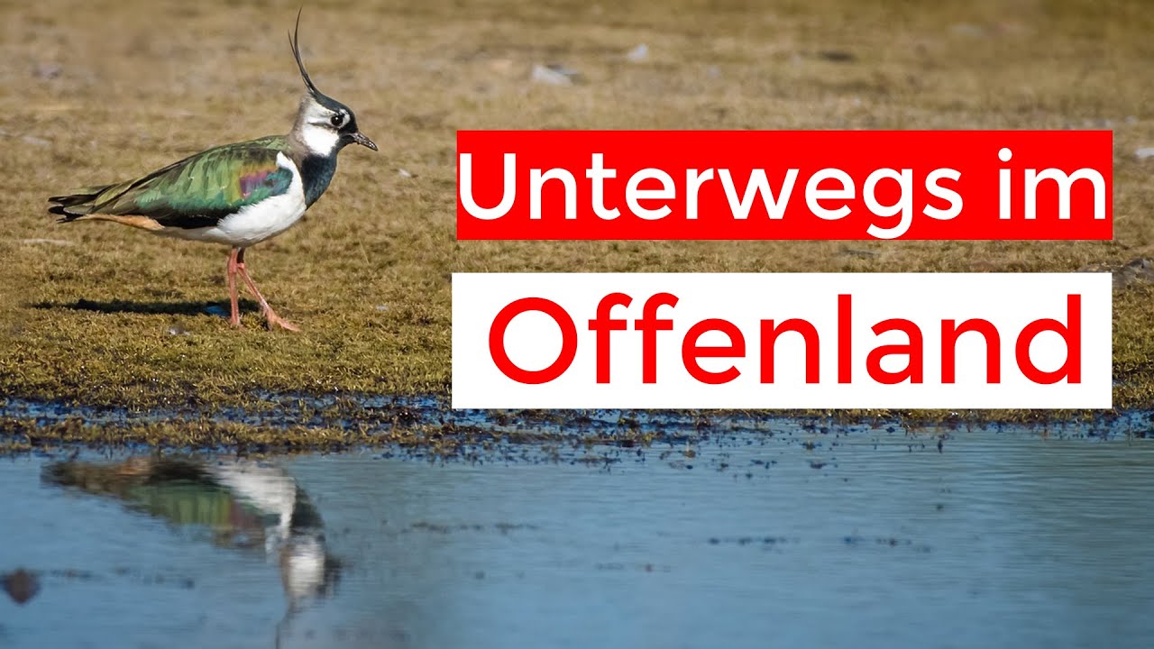 Rebhuhn Grauammer und Feldlerche | Unterwegs im Offenland