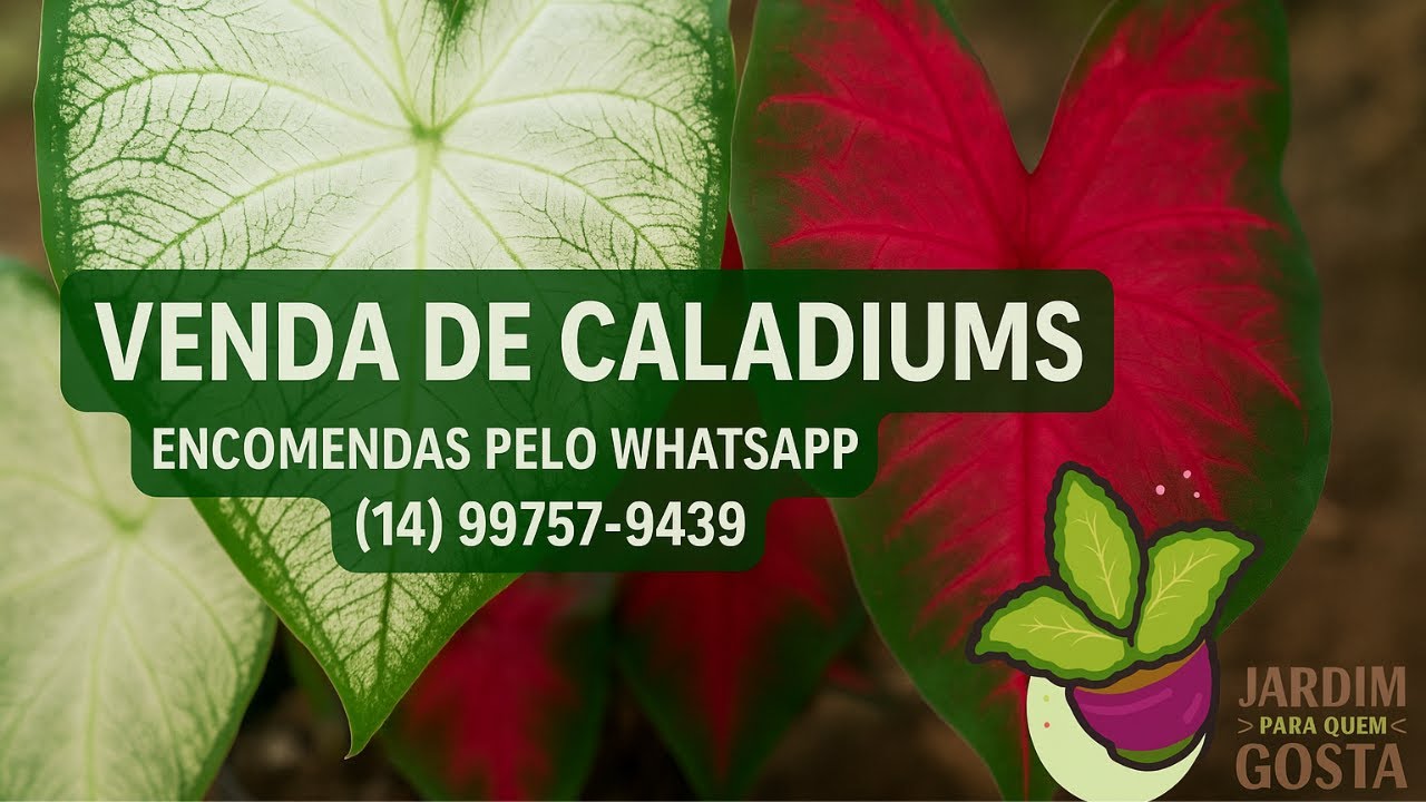 VENDA DE CALADIUMS – ENCOMENDAS PELO WHATSAPP (14) 99757-9439