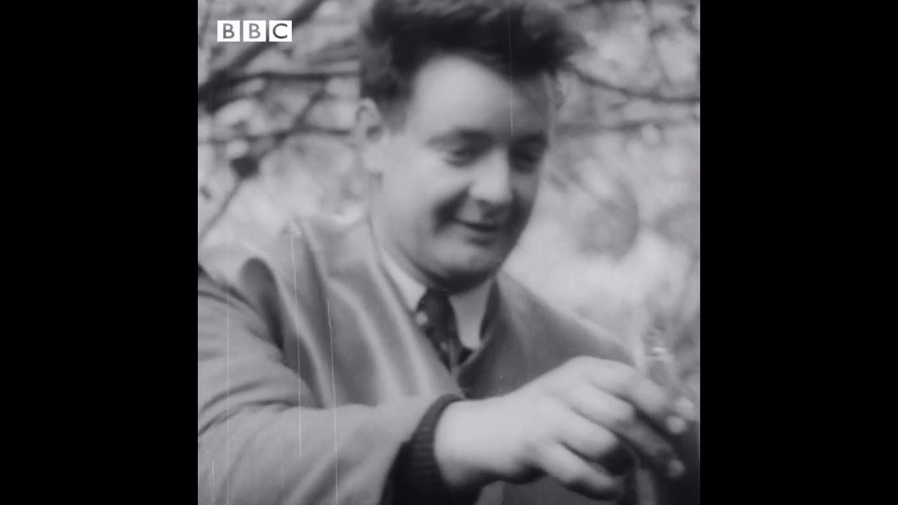 Репортаж о Пойтене из графства Корк в 1962 году (Архивы BBC)