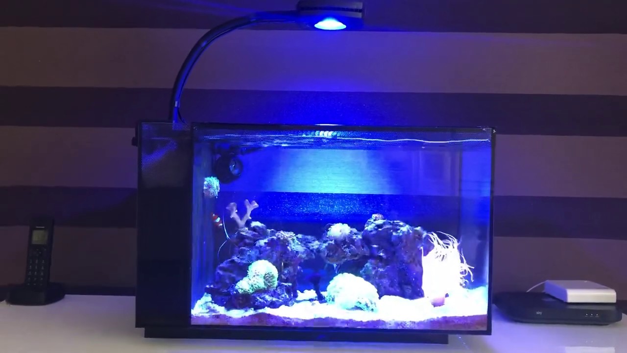 **5 MONTH UPDATE** Fluval Evo 13.5g with all modifications