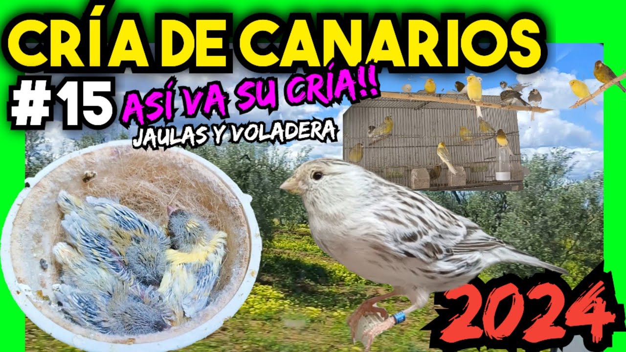 #15 CRÍA CANARIOS 2024 |💥 Visito a mi PADRE por un problema en la cría