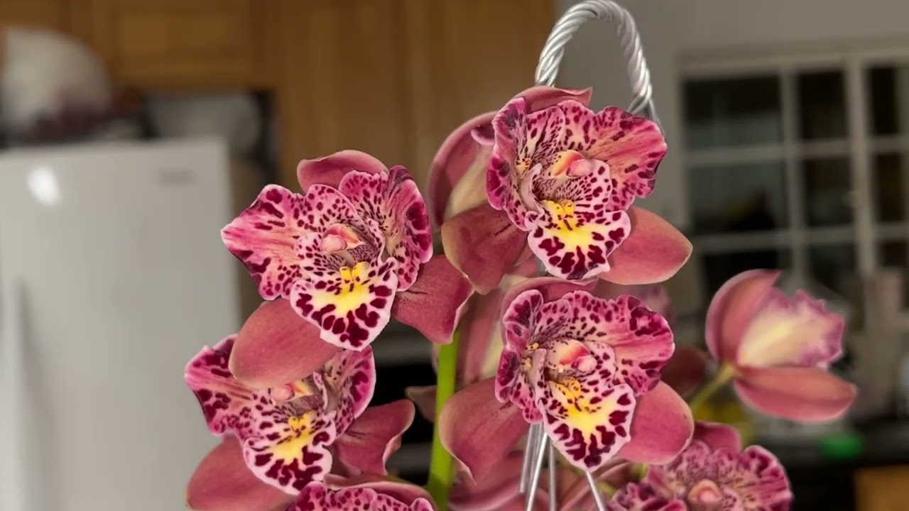 KHÁCH ƠI- KHÁCH ƠI- XIN MUA HOA GIÚP BÉ T 🙏♥️